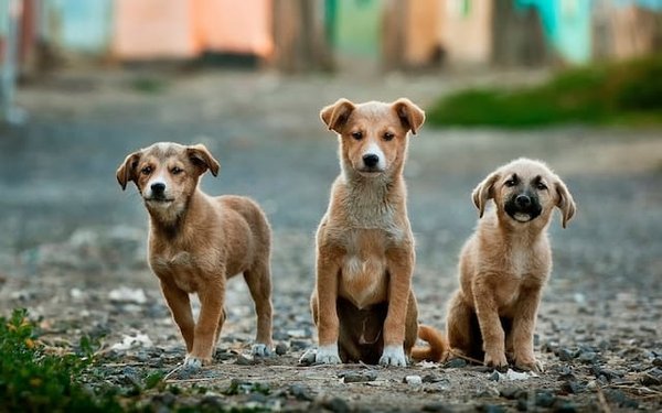 Découvrez les meilleurs campings en Ardèche où votre chien est le bienvenu